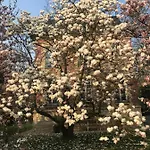 L'atelier Des Magnolias Couette-café