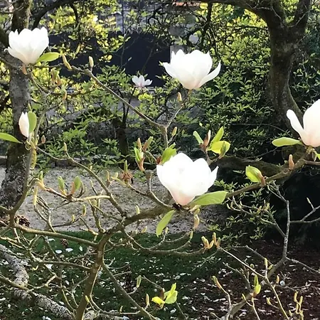 L'atelier Des Magnolias Couette-café