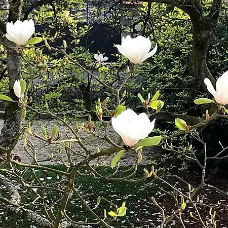 Bed and Breakfast L'atelier Des Magnolias Aumont-en-Halatte