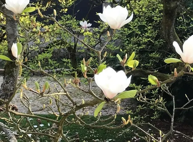 L'atelier Des Magnolias Couette-café